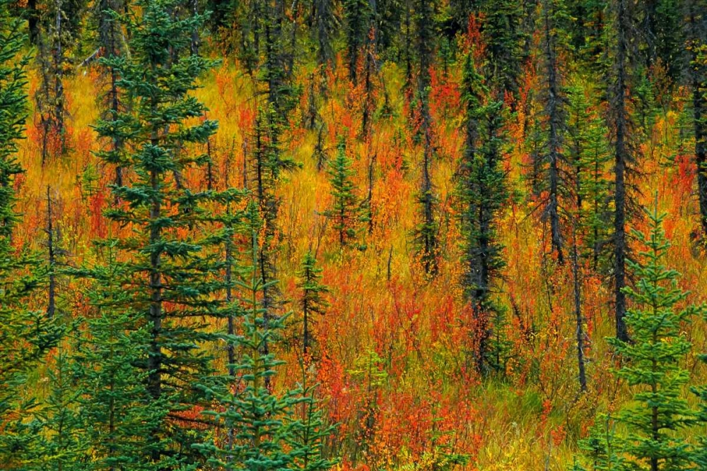 Canada, Alberta Autumn in a meadow art print by Mike Grandmaison for $57.95 CAD